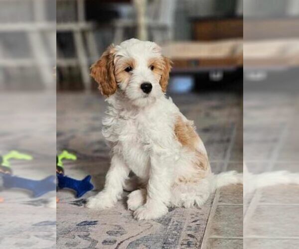 Medium Photo #1 Goldendoodle (Miniature) Puppy For Sale in GREENSBORO, NC, USA