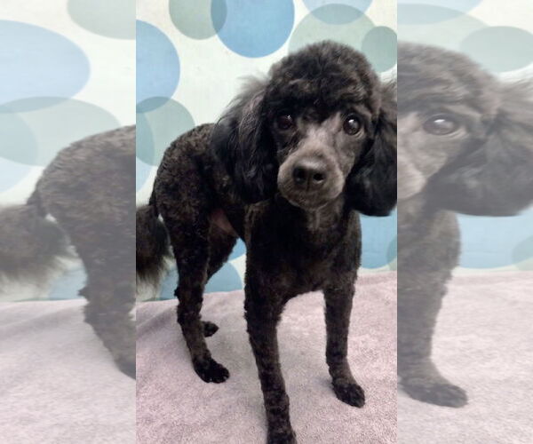 Medium Photo #3 Poodle (Miniature) Puppy For Sale in Lincolnwood, IL, USA