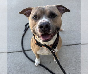 American Staffordshire Terrier-Unknown Mix Dogs for adoption in Palmetto, FL, USA