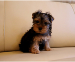 Small #3 Yorkshire Terrier