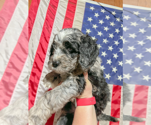 Medium Photo #1 Aussiedoodle Puppy For Sale in WISNER, NE, USA