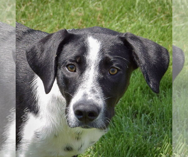 Medium Photo #2 Border Collie-Unknown Mix Puppy For Sale in Huntley, IL, USA