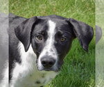Small #1 Border Collie Mix