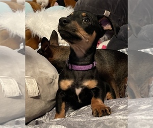 Chihuahua-Chin-wa Mix Puppy for sale in MARION, OH, USA