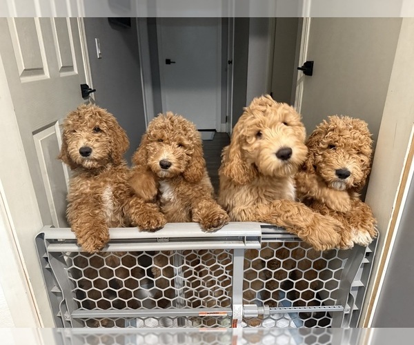 Medium Photo #8 Goldendoodle Puppy For Sale in OAKLAND, CA, USA