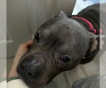 Small #3 American Pit Bull Terrier Mix
