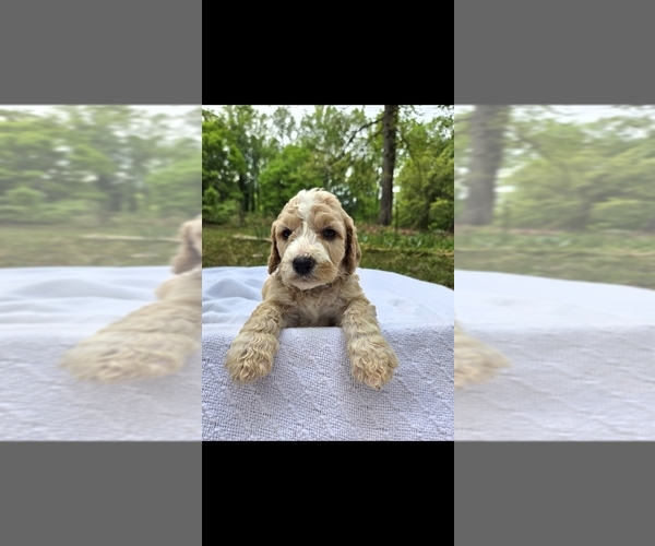 Medium Photo #1 Goldendoodle mix (+ Poodle Standard) Puppy For Sale in CUMMING, GA, USA