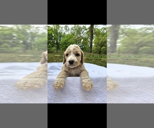 Goldendoodle mix (+ Poodle Standard) Puppy for sale in CUMMING, GA, USA