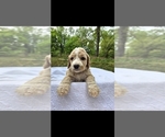 Small Goldendoodle mix (+ Poodle Standard)