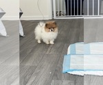 Small Photo #3 Pomeranian Puppy For Sale in PARAGON, IN, USA