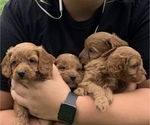 Small Photo #3 Cavapoo Puppy For Sale in HARRISON, AR, USA