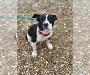 Staffordshire Bull Terrier-Unknown Mix Dogs for adoption in Foristell, MO, USA