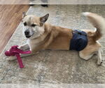 Small #7 Jack-A-Ranian
