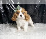 Small #4 Cavalier King Charles Spaniel