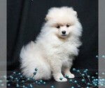 Small #9 Pomeranian