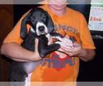 Puppy CKC Maribelle Great Dane