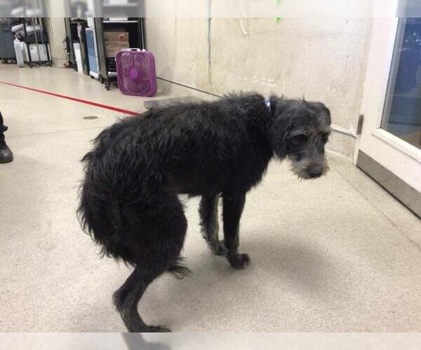 Medium Photo #1 Irish Wolfhound-Unknown Mix Puppy For Sale in Riverside, CA, USA
