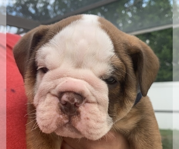 Medium Photo #1 English Bulldog Puppy For Sale in SPRING HILL, FL, USA