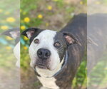 Small Photo #26 Mutt Puppy For Sale in Mount Laurel, NJ, USA
