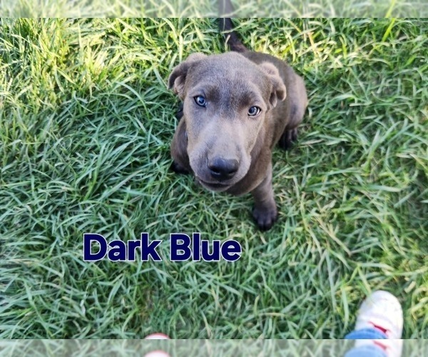 Medium Photo #3 Labrador Retriever Puppy For Sale in HAGERMAN, ID, USA