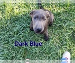 Small #2 Labrador Retriever