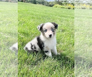 Australian Shepherd Puppy for sale in LODA, IL, USA