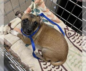 Chihuahua-Unknown Mix Dogs for adoption in HESPERIA, CA, USA
