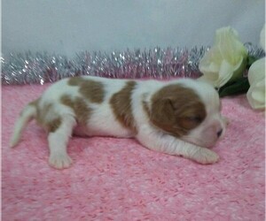 Cavalier King Charles Spaniel Puppy for sale in FREDERICKSBG, OH, USA