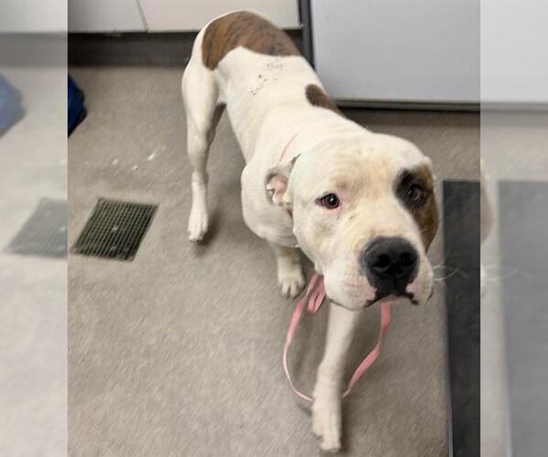 Medium Photo #1 American Bulldog-Unknown Mix Puppy For Sale in HESPERIA, CA, USA