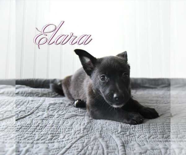 Medium Photo #1 Mutt Puppy For Sale in Sandy, UT, USA