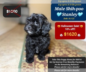 Shih-Poo Puppy for sale in TUCSON, AZ, USA
