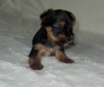Small Photo #5 Yorkshire Terrier Puppy For Sale in RALEIGH, NC, USA