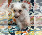 Small #3 Poodle (Toy)