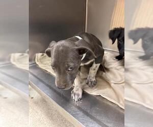 Mutt Dogs for adoption in Riverside, CA, USA