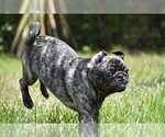 Small #3 Pug