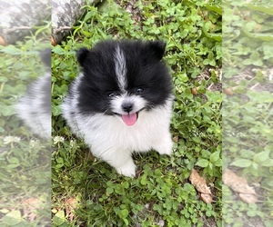 Pomeranian Puppy for sale in LINCOLNTON, NC, USA