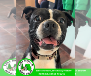 Boston Terrier Dogs for adoption in Stroudsburg, PA, USA