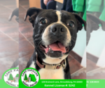 Small Boston Terrier