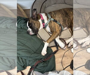 Drax *Training Hold* - Male Boxer Dog for Adoption - Photo #3
