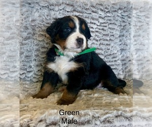 Medium Bernese Mountain Dog