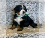 Puppy Lucky Bernese Mountain Dog