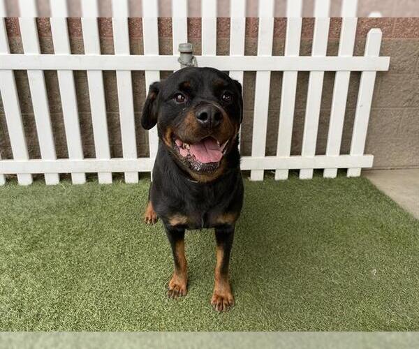Medium Photo #1 Rottweiler Puppy For Sale in Modesto, CA, USA