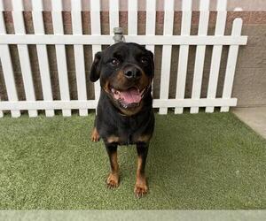 Rottweiler Dogs for adoption in Modesto, CA, USA