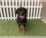 Small Rottweiler