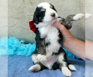 Bernedoodle (Miniature) Puppy for sale in ROY, UT, USA