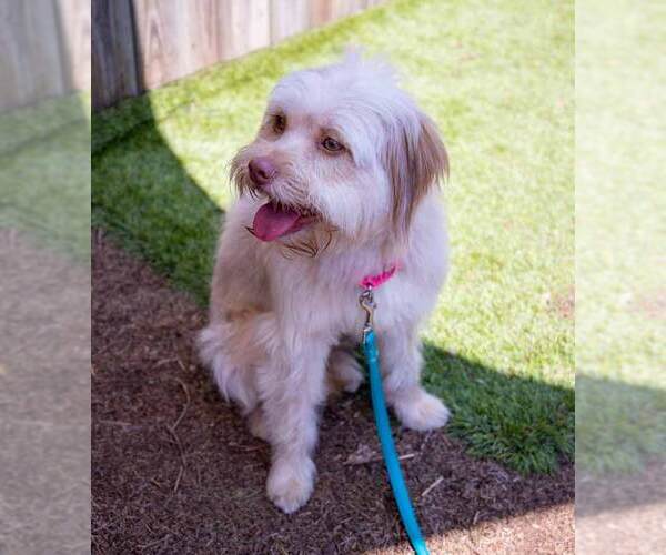 Medium Photo #5 Mutt Puppy For Sale in Kennesaw, GA, USA