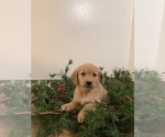 Small Photo #5 Golden Retriever-Goldendoodle Mix Puppy For Sale in HILLSBORO, WI, USA