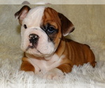 Small Photo #8 English Bulldog Puppy For Sale in VERONA, MO, USA