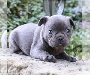 French Bulldog Puppy for sale in OLYMPIA, WA, USA
