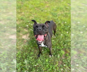Esther - Fee Waived - Female American Staffordshire Terrier-Unknown Mix Dog for Adoption - Photo #4